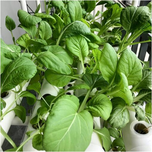 XENITE Hydroponics Growing System Hydroponic Grow Kit, 36 Holes Pipe Grow Kit Indoor Greenhouse Planting Box Gardening System Nursery Pot Hydroponic Rack Hydroponic Tower - Image 2